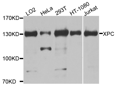 XPC Antibody - Western blot analysis of extracts of various cell lines.