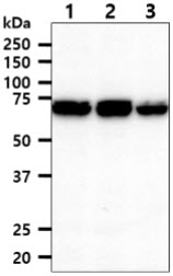 XPNPEP1 / Aminopeptidase P Antibody - The cell lysates (40ug) were resolved by SDS-PAGE, transferred to PVDF membrane and probed with anti-human XPNPEP1 antibody (1:1000). Proteins were visualized using a goat anti-mouse secondary antibody conjugated to HRP and an ECL detection system. Lane 1 : Jurkat cell lysate Lane 2 : HeLa cell lysate Lane 3 : MCF7 cell lysate