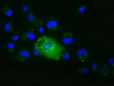 XPNPEP1 / Aminopeptidase P Antibody - Anti-XPNPEP1 mouse monoclonal antibody  immunofluorescent staining of COS7 cells transiently transfected by pCMV6-ENTRY XPNPEP1.