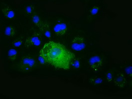 XPNPEP1 / Aminopeptidase P Antibody - Anti-XPNPEP1 mouse monoclonal antibody  immunofluorescent staining of COS7 cells transiently transfected by pCMV6-ENTRY XPNPEP1.