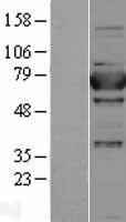 XPNPEP1 / Aminopeptidase P Protein - Western validation with an anti-DDK antibody * L: Control HEK293 lysate R: Over-expression lysate