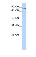 XPNPEP2 Antibody - 293T cell lysate. Antibody concentration: 1.0 ug/ml. Gel concentration: 12%.  This image was taken for the unconjugated form of this product. Other forms have not been tested.