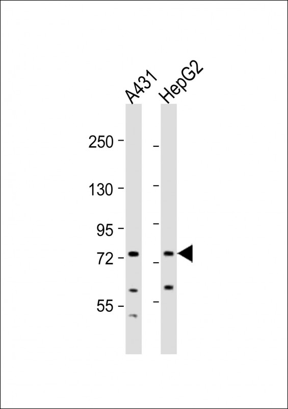 XPNPEP2 Antibody - All lanes: Anti-XPNPEP2 Antibody (Center) at 1:2000 dilution. Lane 1: A431 whole cell lysate. Lane 2: HepG2 whole cell lysate Lysates/proteins at 20 ug per lane. Secondary Goat Anti-Rabbit IgG, (H+L), Peroxidase conjugated at 1:10000 dilution. Predicted band size: 76 kDa. Blocking/Dilution buffer: 5% NFDM/TBST.