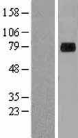 XPNPEP2 Protein - Western validation with an anti-DDK antibody * L: Control HEK293 lysate R: Over-expression lysate