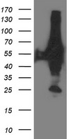 XPNPEP3 Antibody - HEK293T cells were transfected with the pCMV6-ENTRY control (Left lane) or pCMV6-ENTRY XPNPEP3 (Right lane) cDNA for 48 hrs and lysed. Equivalent amounts of cell lysates (5 ug per lane) were separated by SDS-PAGE and immunoblotted with anti-XPNPEP3.