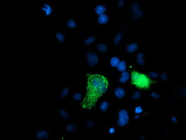 XPNPEP3 Antibody - Anti-XPNPEP3 mouse monoclonal antibody immunofluorescent staining of COS7 cells transiently transfected by pCMV6-ENTRY XPNPEP3.