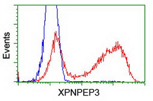 XPNPEP3 Antibody - HEK293T cells transfected with either overexpress plasmid (Red) or empty vector control plasmid (Blue) were immunostained by anti-XPNPEP3 antibody, and then analyzed by flow cytometry.