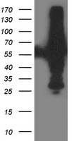 XPNPEP3 Antibody - HEK293T cells were transfected with the pCMV6-ENTRY control (Left lane) or pCMV6-ENTRY XPNPEP3 (Right lane) cDNA for 48 hrs and lysed. Equivalent amounts of cell lysates (5 ug per lane) were separated by SDS-PAGE and immunoblotted with anti-XPNPEP3.