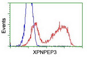 XPNPEP3 Antibody - HEK293T cells transfected with either overexpress plasmid (Red) or empty vector control plasmid (Blue) were immunostained by anti-XPNPEP3 antibody, and then analyzed by flow cytometry.
