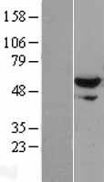 XPNPEP3 Protein - Western validation with an anti-DDK antibody * L: Control HEK293 lysate R: Over-expression lysate