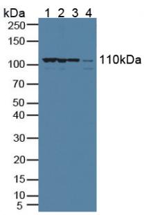 XPO1 / CRM1 Antibody - Western Blot; Sample: Lane1: Human Hela Cells; Lane2: Human K562 Cells; Lane3: Human Lung Tissue; Lane4: Porcine Intestine Tissue.