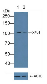 XPO1 / CRM1 Antibody - Knockout Varification: Lane 1: Wild-type Hela cell lysate; Lane 2: XPo1 knockout Hela cell lysate; Predicted MW: 123kd Observed MW: 110kd Primary Ab: 1µg/ml Rabbit Anti-Human XPO1 Antibody Second Ab: 0.2µg/mL HRP-Linked Caprine Anti-Rabbit IgG Polyclonal Antibody