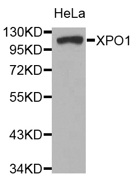 XPO1 / CRM1 Antibody - Western blot analysis of extracts of HeLa cells.
