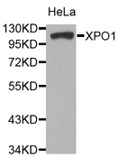 XPO1 / CRM1 Antibody - Western blot analysis of extracts of HeLa cells.