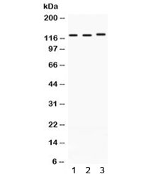 XPO1 / CRM1 Antibody