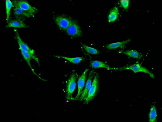 XPO1 / CRM1 Antibody - Immunofluorescent analysis of Hela cells using XPO1 Antibody at a dilution of 1:100 and Alexa Fluor 488-congugated AffiniPure Goat Anti-Rabbit IgG(H+L)