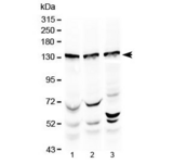 XPO5 / Exportin 5 Antibody - Western blot testing of 1) rat testis, 2) mouse testis and 3) human HeLa lysate with Exportin-5 antibody at 0.5ug/ml. Predicted molecular weight ~136 kDa.
