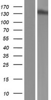 XPO5 / Exportin 5 Protein - Western validation with an anti-DDK antibody * L: Control HEK293 lysate R: Over-expression lysate