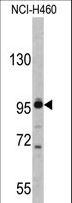XPOT / Exportin-T Antibody - Western blot of XPOT antibody in NCI-H460 cell line lysates (35 ug/lane). XPOT (arrow) was detected using the purified antibody.
