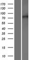 XPR1 Protein - Western validation with an anti-DDK antibody * L: Control HEK293 lysate R: Over-expression lysate