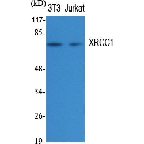 XRCC1 Antibody - Western blot of XRCC1 antibody