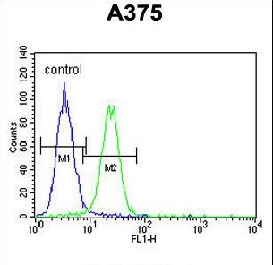 XRCC1 Antibody - XRCC1 Antibody flow cytometry of A375 cells (right histogram) compared to a negative control cell (left histogram). FITC-conjugated goat-anti-rabbit secondary antibodies were used for the analysis.
