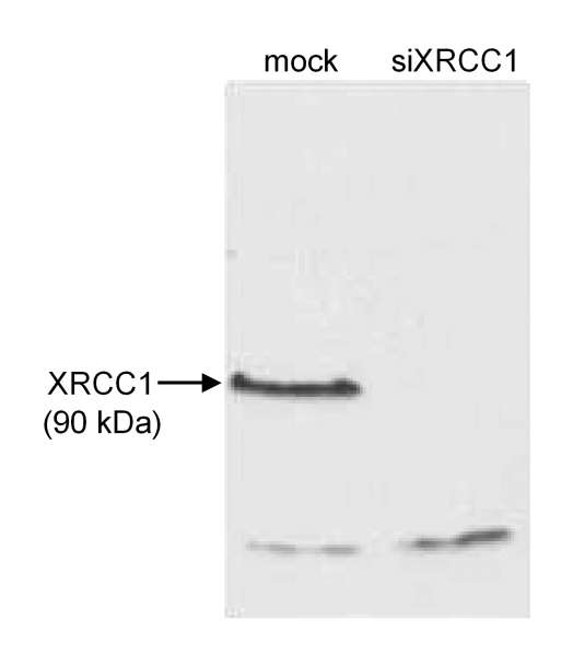 XRCC1 Antibody - Detection of Human XRCC1 by Western Blot. Sample: Whole cell extract (50 ug) from mock treated or siRNA treated HeLa cells. Antibody: Affinity purified rabbit anti-XRCC1 used at 1 ug/ml. Detection: Chemiluminescence.