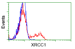 XRCC1 Antibody - HEK293T cells transfected with either pCMV6-ENTRY XRCC1 (Red) or empty vector control plasmid (Blue) were immunostained with anti-XRCC1 mouse monoclonal, and then analyzed by flow cytometry.