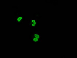 XRCC1 Antibody - Anti-XRCC1 mouse monoclonal antibody  immunofluorescent staining of COS7 cells transiently transfected by pCMV6-ENTRY XRCC1.