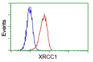 XRCC1 Antibody - Flow cytometry of HeLa cells, using anti-XRCC1 antibody, (Red) compared to a nonspecific negative control antibody (Blue).