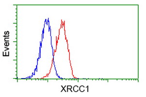 XRCC1 Antibody - Flow cytometry of Jurkat cells, using anti-XRCC1 antibody, (Red) compared to a nonspecific negative control antibody (Blue).
