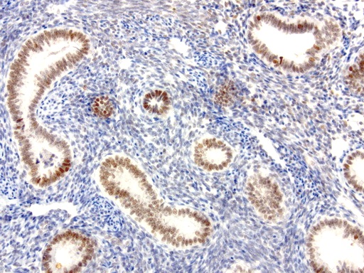 XRCC1 Antibody - Immunohistochemical staining of paraffin-embedded human endometrium using anti-XRCC1 clone UMAB40 mouse monoclonal antibody  at 1:50 with Polink2 Broad HRP DAB detection kit; heat-induced epitope retrieval with GBI TEE pH9.0 HIER buffer using pressure chamber for 3 minutes at 110C. Nuclear staining is seen in epithelial cells.