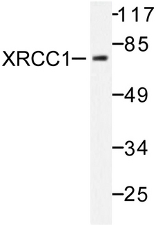 XRCC1 Antibody - Western blot of XRCC1 (G552) pAb in extracts from Jurkat cells.