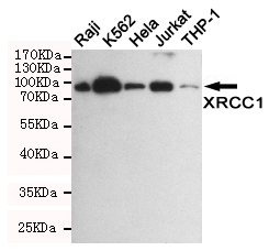 XRCC1 Antibody - Western blot detection of XRCC1 in Raji, K562, HeLa, Jurkat and THP-1 cell lysates using XRCC1 mouse monoclonal antibody (1:1000 dilution). Predicted band size: 82KDa. Observed band size:82KDa.