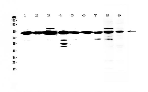 XRCC1 Antibody - Western blot - Anti-XRCC1 Picoband antibody