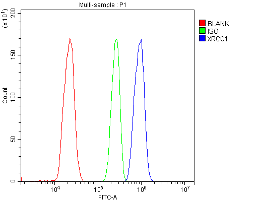 XRCC1 Antibody - Flow Cytometry analysis of THP-1 cells using anti-XRCC1 antibody. Overlay histogram showing THP-1 cells stained with anti-XRCC1 antibody (Blue line). The cells were blocked with 10% normal goat serum. And then incubated with rabbit anti-XRCC1 Antibody (1µg/10E6 cells) for 30 min at 20°C. DyLight®488 conjugated goat anti-rabbit IgG (5-10µg/10E6 cells) was used as secondary antibody for 30 minutes at 20°C. Isotype control antibody (Green line) was rabbit IgG (1µg/10E6 cells) used under the same conditions. Unlabelled sample (Red line) was also used as a control.