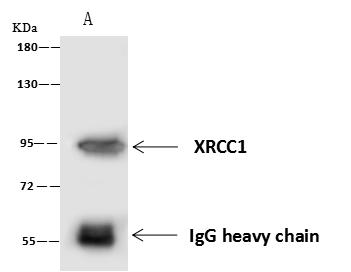 XRCC1 Antibody - XRCC1 was immunoprecipitated using: Lane A: 0.5 mg HeLa Whole Cell Lysate. 4 uL anti-XRCC1 rabbit polyclonal antibody and 60 ug of Immunomagnetic beads Protein A/G. Primary antibody: Anti-XRCC1 rabbit polyclonal antibody, at 1:100 dilution. Secondary antibody: Goat Anti-Rabbit IgG (H+L)/HRP at 1/10000 dilution. Developed using the ECL technique. Performed under reducing conditions. Predicted band size: 69 kDa. Observed band size: 95 kDa.