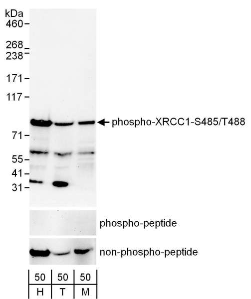 XRCC1 Antibody - Detection of Human and Mouse Phospho-XRCC1-S485/T488 by Western Blot. Samples: Whole cell lysate (50 ug) from asynchronously growing HeLa (H), 293T (T) and mouse NIH-3T3 (M) cells. Antibodies: Affinity purified rabbit anti-Phospho-XRCC1-S485/T488 antibody used for WB at 0.1 ug/ml. The binding of the antibody was blocked by pre-incubation with the phospho-peptide but was not blocked by pre-incubation with the non-phosphorylated peptide. Detection: Chemiluminescence with an exposure time of 30 seconds.