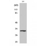 XRCC2 Antibody - Western blot of XRCC2 antibody