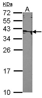 XRCC2 Antibody - Sample (30 ug of whole cell lysate). A: NIH-3T3. 12% SDS PAGE. XRCC2 antibody diluted at 1:1000.