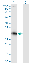 XRCC2 Antibody - Western Blot analysis of XRCC2 expression in transfected 293T cell line by XRCC2 monoclonal antibody (M01), clone 2H4.Lane 1: XRCC2 transfected lysate(32 KDa).Lane 2: Non-transfected lysate.