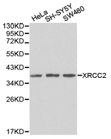 XRCC2 Antibody - Western blot of extracts of various cell lines, using XRCC2 antibody.