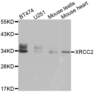 XRCC2 Antibody - Western blot analysis of extracts of various cell lines.