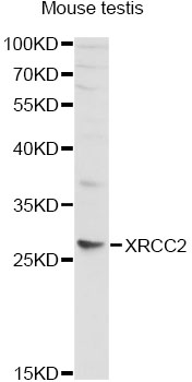 XRCC2 Antibody - Western blot analysis of extracts of mouse testis, using XRCC2 antibody at 1:1000 dilution. The secondary antibody used was an HRP Goat Anti-Rabbit IgG (H+L) at 1:10000 dilution. Lysates were loaded 25ug per lane and 3% nonfat dry milk in TBST was used for blocking. An ECL Kit was used for detection and the exposure time was 30s.