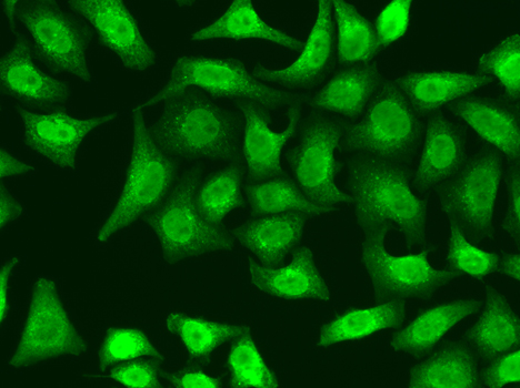 XRCC2 Antibody - Immunofluorescence analysis of A549 cells using XRCC2 antibody.