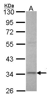 XRCC3 Antibody - Sample (30 ug of whole cell lysate). A: Hep G2 . 10% SDS PAGE. XRCC3 antibody diluted at 1:1000.