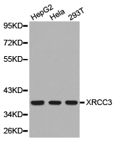XRCC3 Antibody - Western blot of extracts of various cell lines, using XRCC3 antibody.