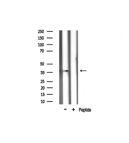 XRCC3 Antibody - Western blot analysis on rat muscle tissue lysate using XRCC3 antibody