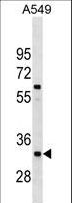 XRCC4 Antibody - XRCC4 Antibody western blot of A549 cell line lysates (35 ug/lane). The XRCC4 antibody detected the XRCC4 protein (arrow).