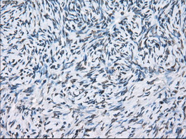 XRCC4 Antibody - IHC of paraffin-embedded Ovary tissue using anti-XRCC4 mouse monoclonal antibody. (Dilution 1:50).